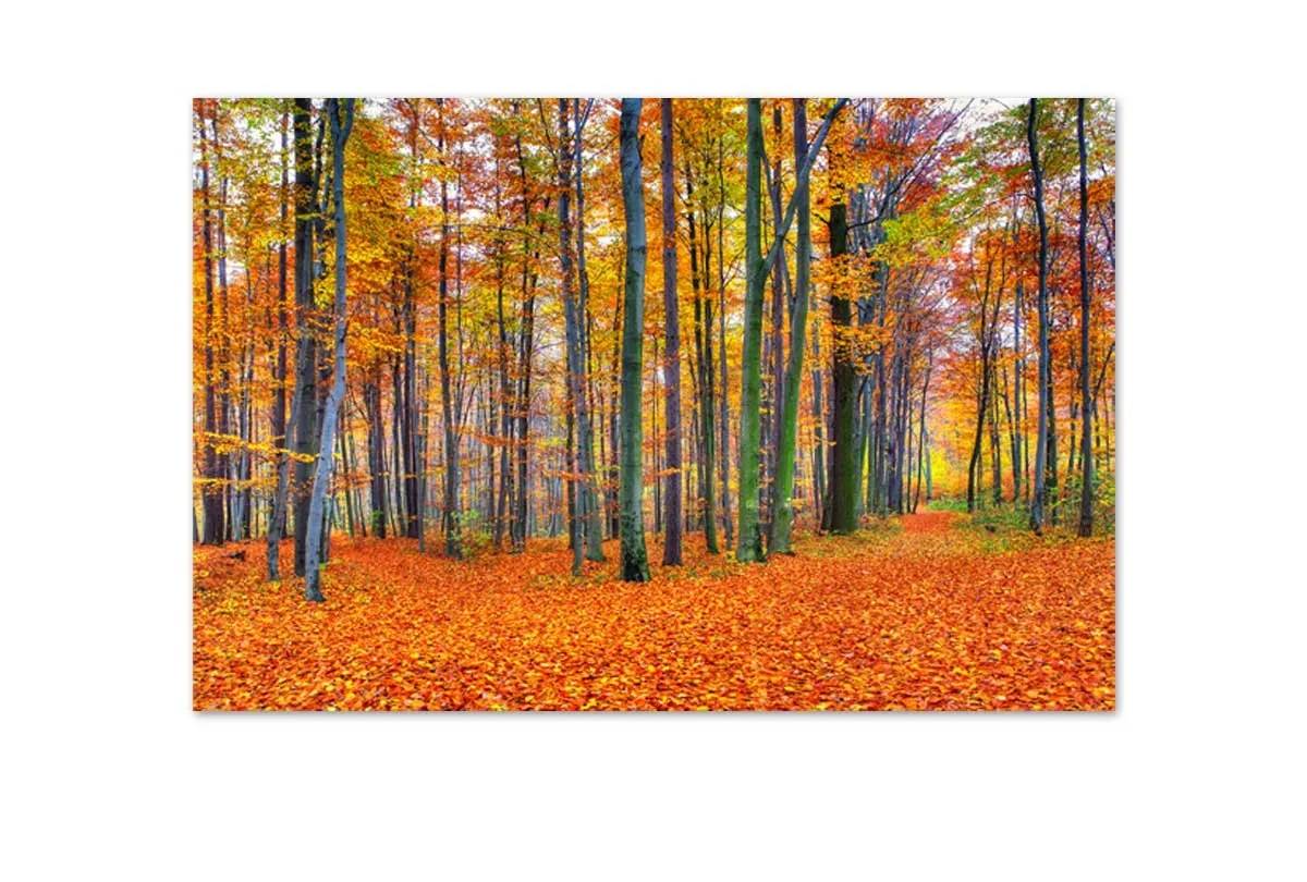 Autumn Forest 2 | Canvas Wall Art Print