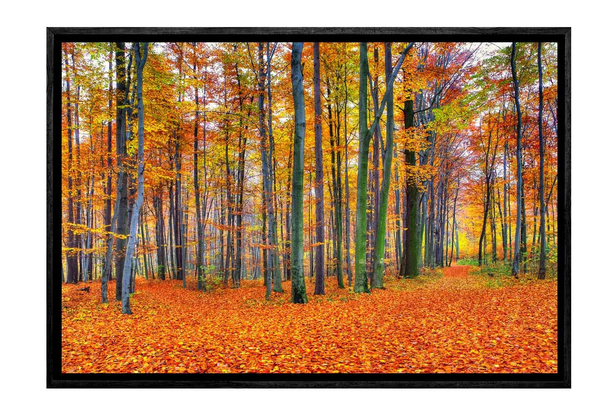 Autumn Forest 2 | Canvas Wall Art Print