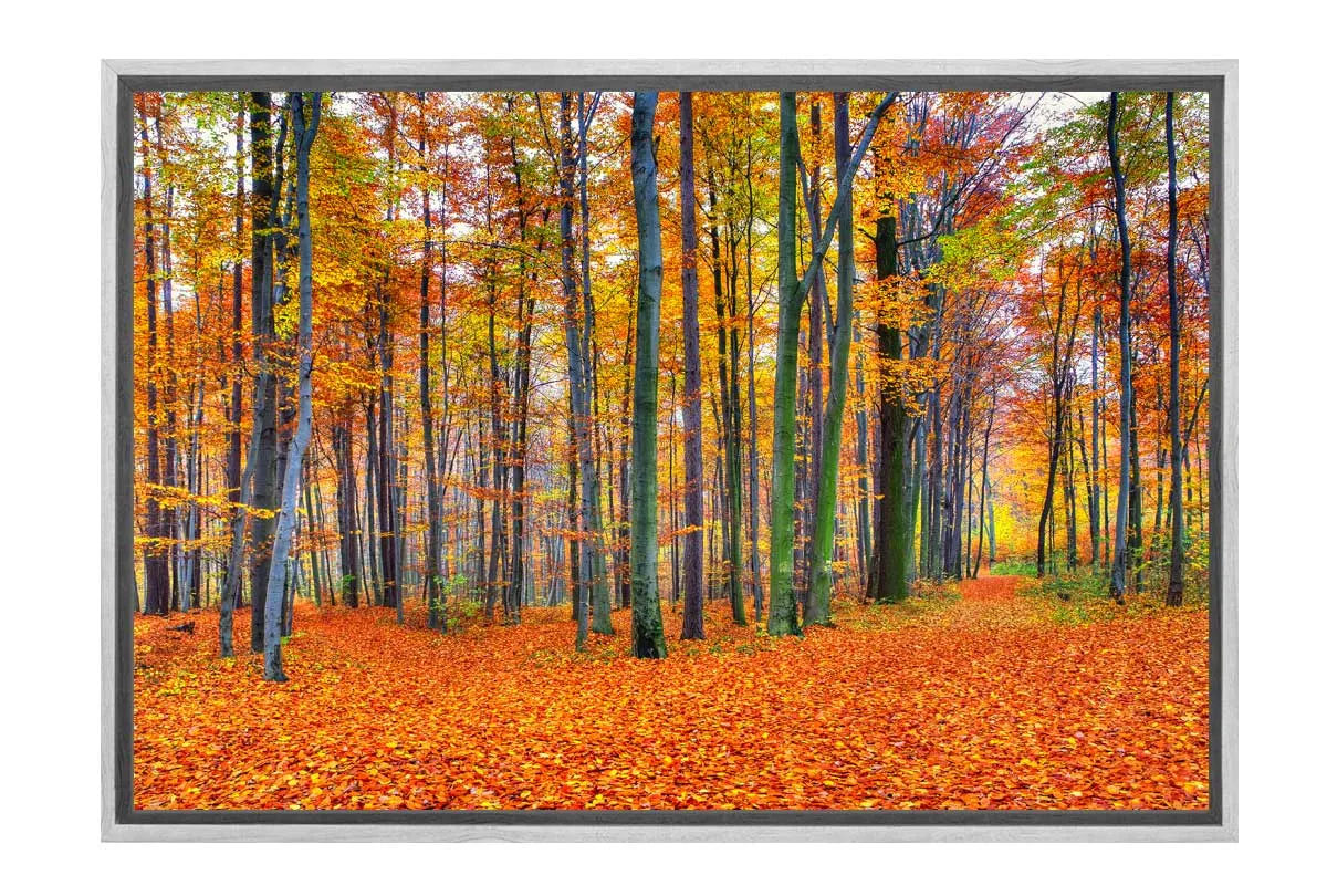 Autumn Forest 2 | Canvas Wall Art Print