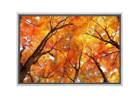 Autumn Trees from Below | Canvas Wall Art Print